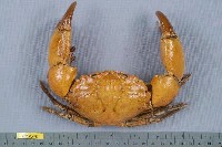 藏品(哈氏肉哲蟹)的圖片